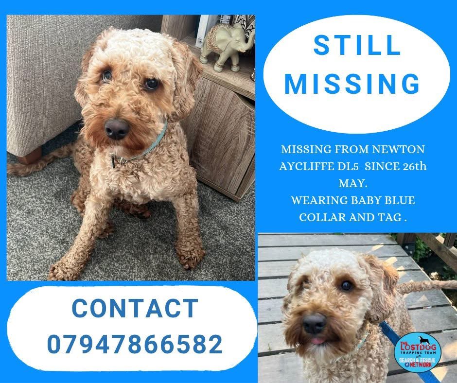 Rosie Doc (@rosiedoc666) on Twitter photo #StolenDogHour
BLUE MISSING 26/5/25 FROM #NEWTONAYCLIFFE #DL5 AREA
NO SIGHTINGS
IS BLUE STILL OUT THERE SURVIVING
OR
DID SOMEONE FIND HIM AND DECIDED TO KEEP HIM
doglost.co.uk/dog/198415
<a href="/Eloquencealways/">Rosemary</a> <a href="/LindaK89229939/">LindaK💙🏴💙🏴💙</a> <a href="/ruthwill64/">🏴Ruth Williams 💙🇺🇦💛</a> <a href="/qu1ncey/">Liz Quinn</a> <a href="/BryantDjbryant/">Dominick Bryant</a> <a href="/alid2912/">ali d</a> #StolenDogHour
BLUE MISSING 26/5/25 FROM #NEWTONAYCLIFFE #DL5 AREA
NO SIGHTINGS
IS BLUE STILL OUT THERE SURVIVING
OR
DID SOMEONE FIND HIM AND DECIDED TO KEEP HIM
doglost.co.uk/dog/198415
<a href="/Eloquencealways/">Rosemary</a> <a href="/LindaK89229939/">LindaK💙🏴💙🏴💙</a> <a href="/ruthwill64/">🏴Ruth Williams 💙🇺🇦💛</a> <a href="/qu1ncey/">Liz Quinn</a> <a href="/BryantDjbryant/">Dominick Bryant</a> <a href="/alid2912/">ali d</a>