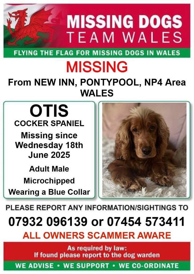 Rosie Doc (@rosiedoc666) on Twitter photo #StolenDogHour
lost our dog in the fields up just off the old mile in new inn.OTIS very nervous, #cocker wearing blue collar.
RESCUE WITH FAMILY 1 month
PLS do not chase him #Pontypool #NP4
doglost.co.uk/dog/198702
<a href="/BryantDjbryant/">Dominick Bryant</a> <a href="/ruthwill64/">🏴Ruth Williams 💙🇺🇦💛</a> <a href="/JacquiSaid/">Dogs of Tooting 1</a> <a href="/CarolPoyerPeett/">Wales Propertyfinder</a> #StolenDogHour
lost our dog in the fields up just off the old mile in new inn.OTIS very nervous, #cocker wearing blue collar.
RESCUE WITH FAMILY 1 month
PLS do not chase him #Pontypool #NP4
doglost.co.uk/dog/198702
<a href="/BryantDjbryant/">Dominick Bryant</a> <a href="/ruthwill64/">🏴Ruth Williams 💙🇺🇦💛</a> <a href="/JacquiSaid/">Dogs of Tooting 1</a> <a href="/CarolPoyerPeett/">Wales Propertyfinder</a>