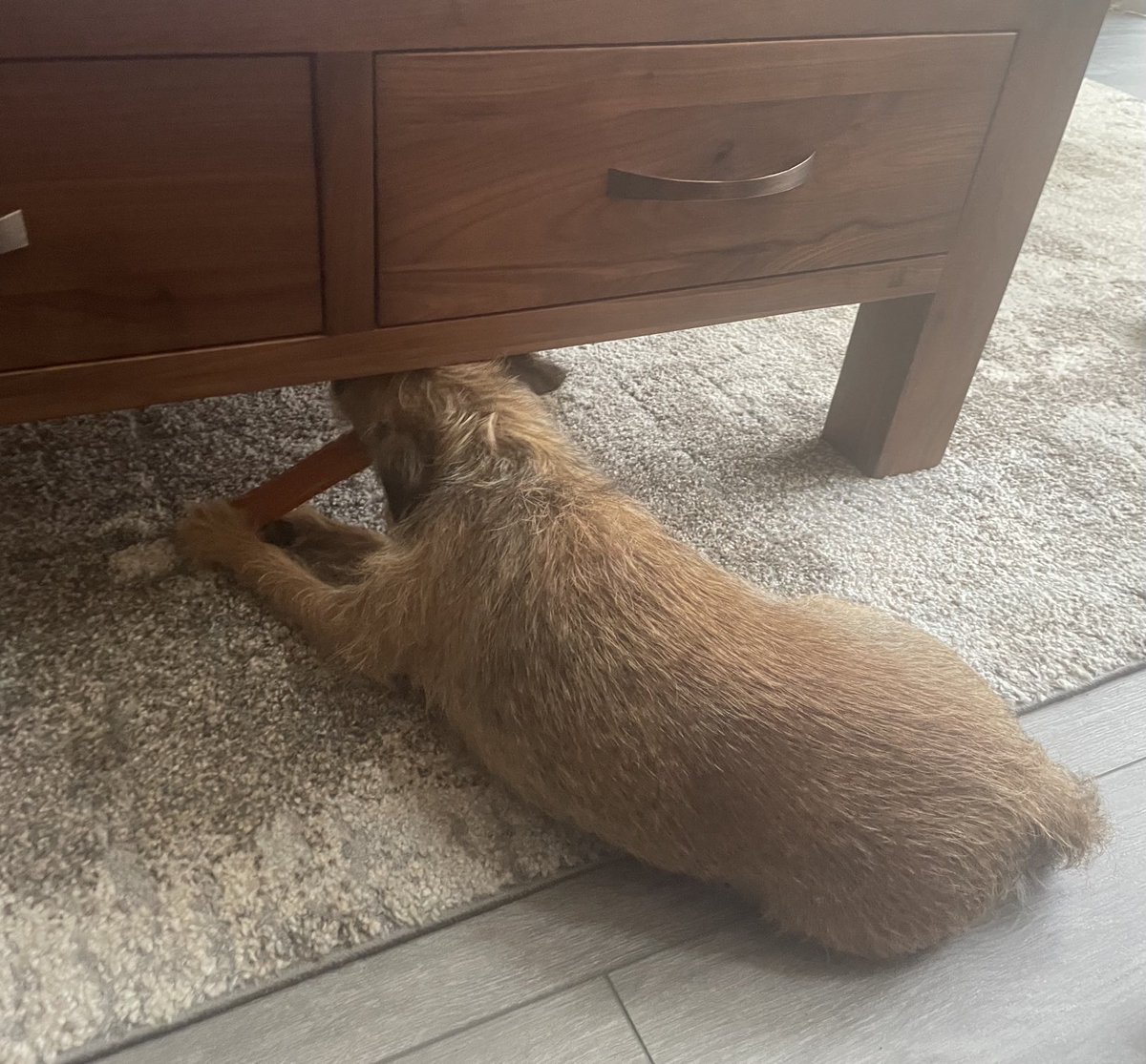 Yes dad, it’s very comfortable chewing on my stick with my head wedged under the coffee table 🙄

#BTPosse