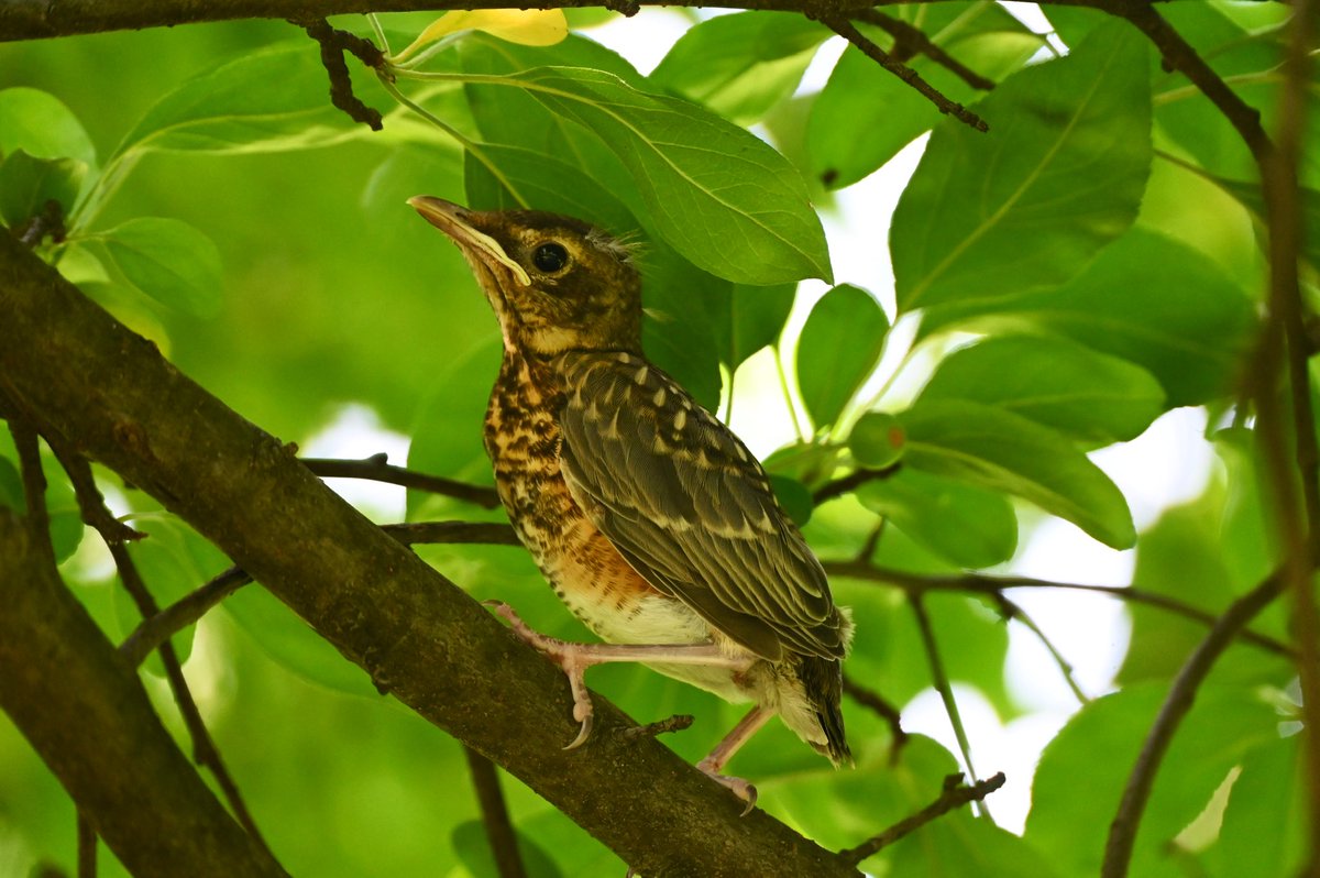 This fledgling Robin was hanging on to that branch with determination. Hopefully, it has the necessary survival skills as there was no sign of any adults in that area #birdwatching #birds #bircpp #mymorningwalk #nyc