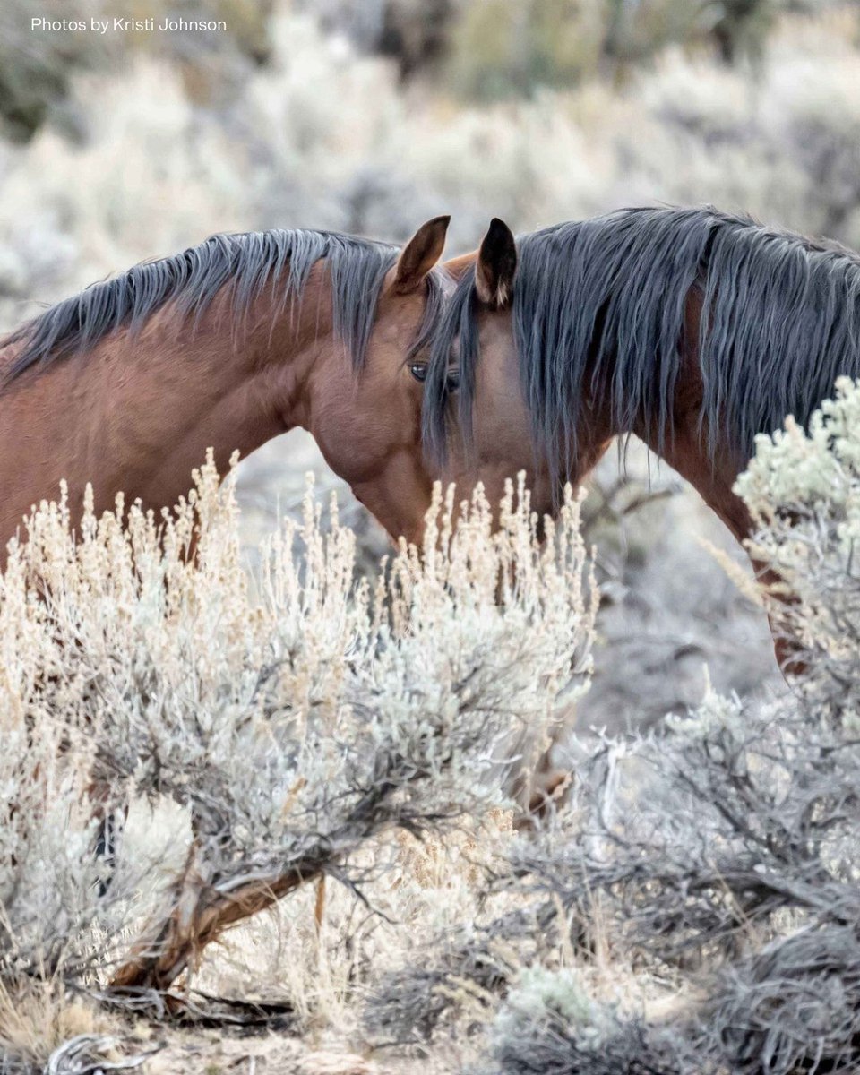 As these Virginia Range mustangs in Nevada show us, wild horses are deeply emotional beings. They communicate through subtle cues like ear position, facial expressions, and vocalizations such as snorts and whinnies, revealing a rich inner world through their body language!