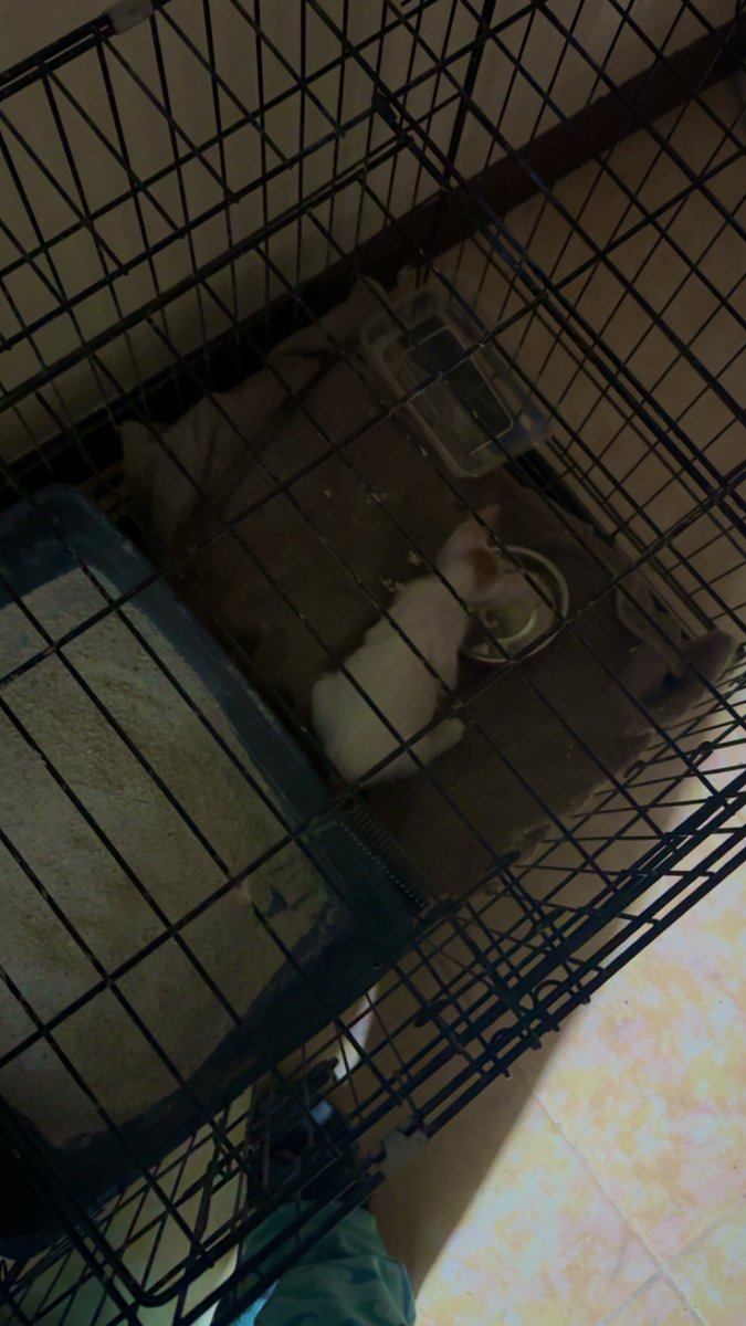 نونو جديده في الفندقه الداخليه