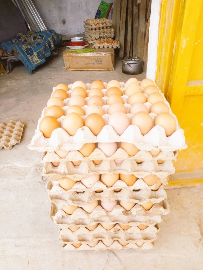🇨🇩 #CocoricoRDC  Un projet 100 % jeune, 100 % local pour nourrir nos familles avec fierté !
Jeune entrepreneur de Bunia, je développe un poulailler moderne et durable pour la production d’œufs et de viande locale.
🔁 Likez, commentez, retweetez pour nous aider à réaliser Le Rêve.