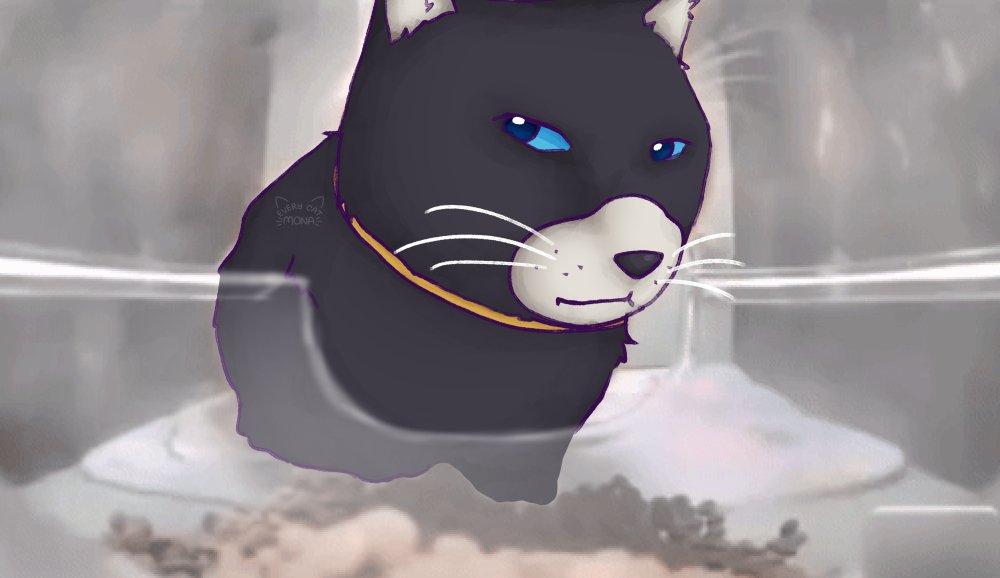 mona from persona (@everycatmona) on Twitter photo 