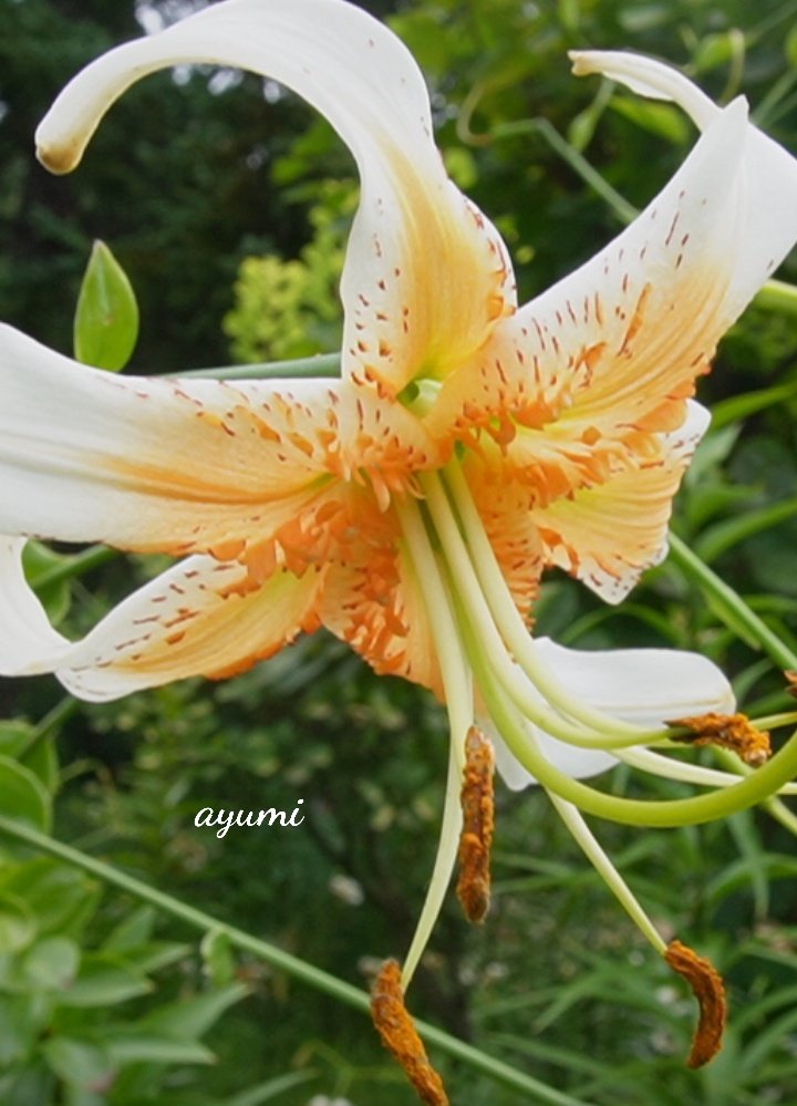 おはようございます。( ⸝•ᴗ•⸝)੭⁾⁾🌸

週の初めの月曜日
無理せず頑張りましょうね(*•̀ㅂ•́)و"

今日も穏やかな良い一日を🥰
・*:..｡o♬*ﾟ💜・*:..｡o♬*ﾟ💜・*:..｡o♬*ﾟ💜・*:..｡o♬*ﾟ