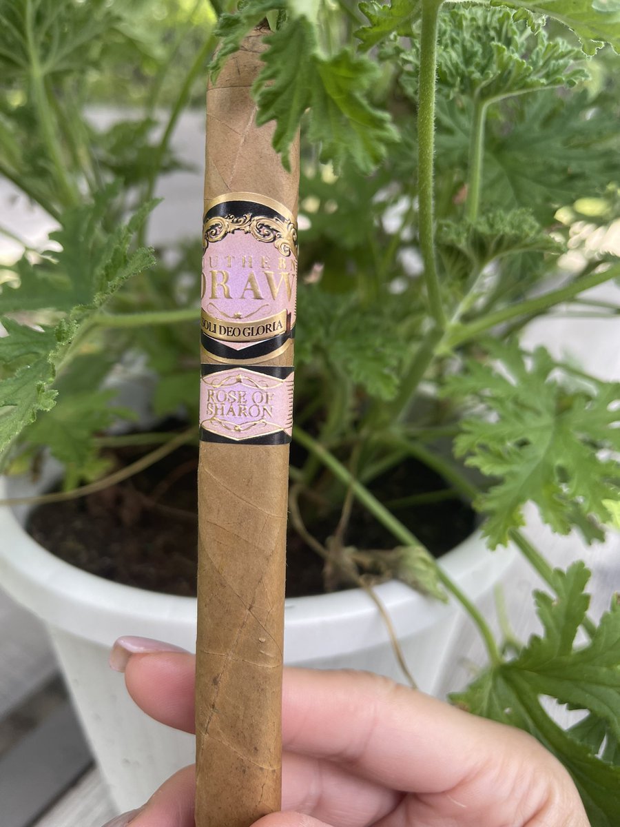 Robusto Cigar Babe (@robustobabe) on Twitter photo To let everyone read your live #cigar review, remember to post your comments first & use #sundaycigarherf @jeffbotl @cigarchairman @Tnherfin @hn_jad @Jerechessor @fulpjon <a href="/greggwriter/">Collector Writer</a> To let everyone read your live #cigar review, remember to post your comments first & use #sundaycigarherf @jeffbotl @cigarchairman @Tnherfin @hn_jad @Jerechessor @fulpjon <a href="/greggwriter/">Collector Writer</a>