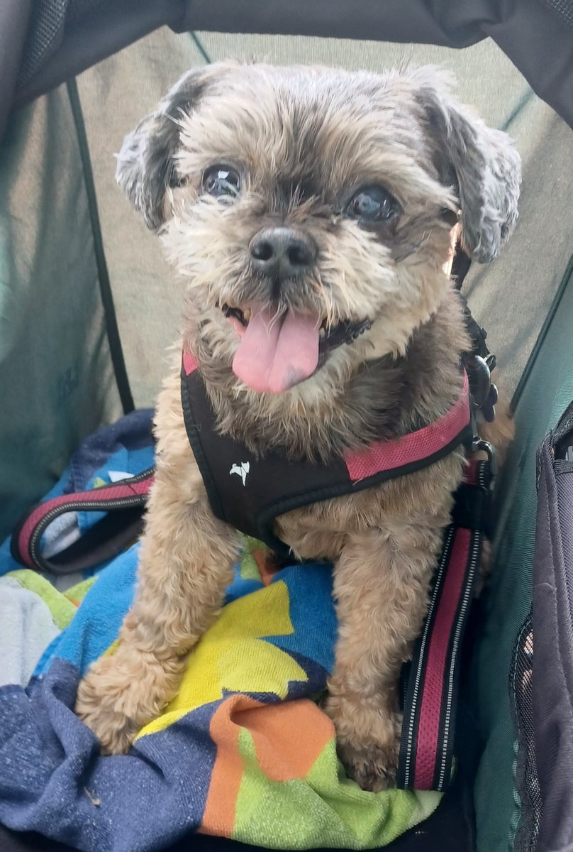 Adam5365's tweet photo. Goodbye my friend.  I hope we'll meet again sometime and you'll remember me.  #dog #shitzu #bestfriend https://t.co/LTpOkcQzIU