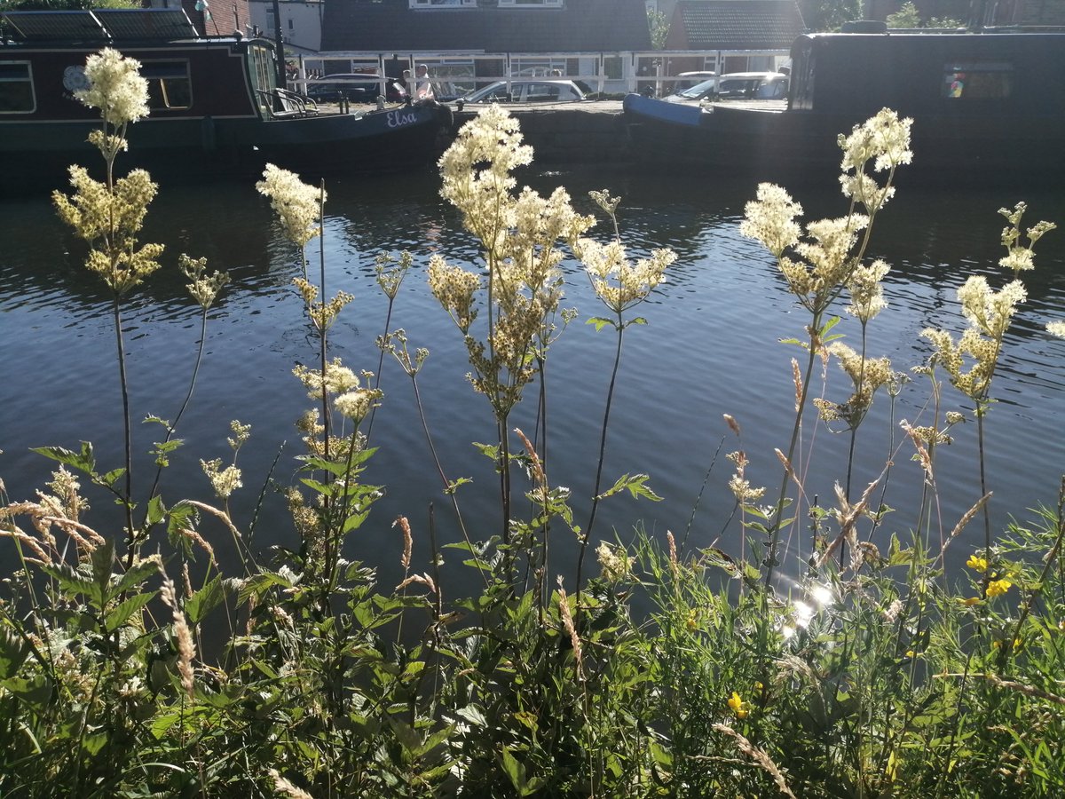 dumbelliferous's tweet photo. Meadowsweet for #wildflowehour https://t.co/qbQowNauyh