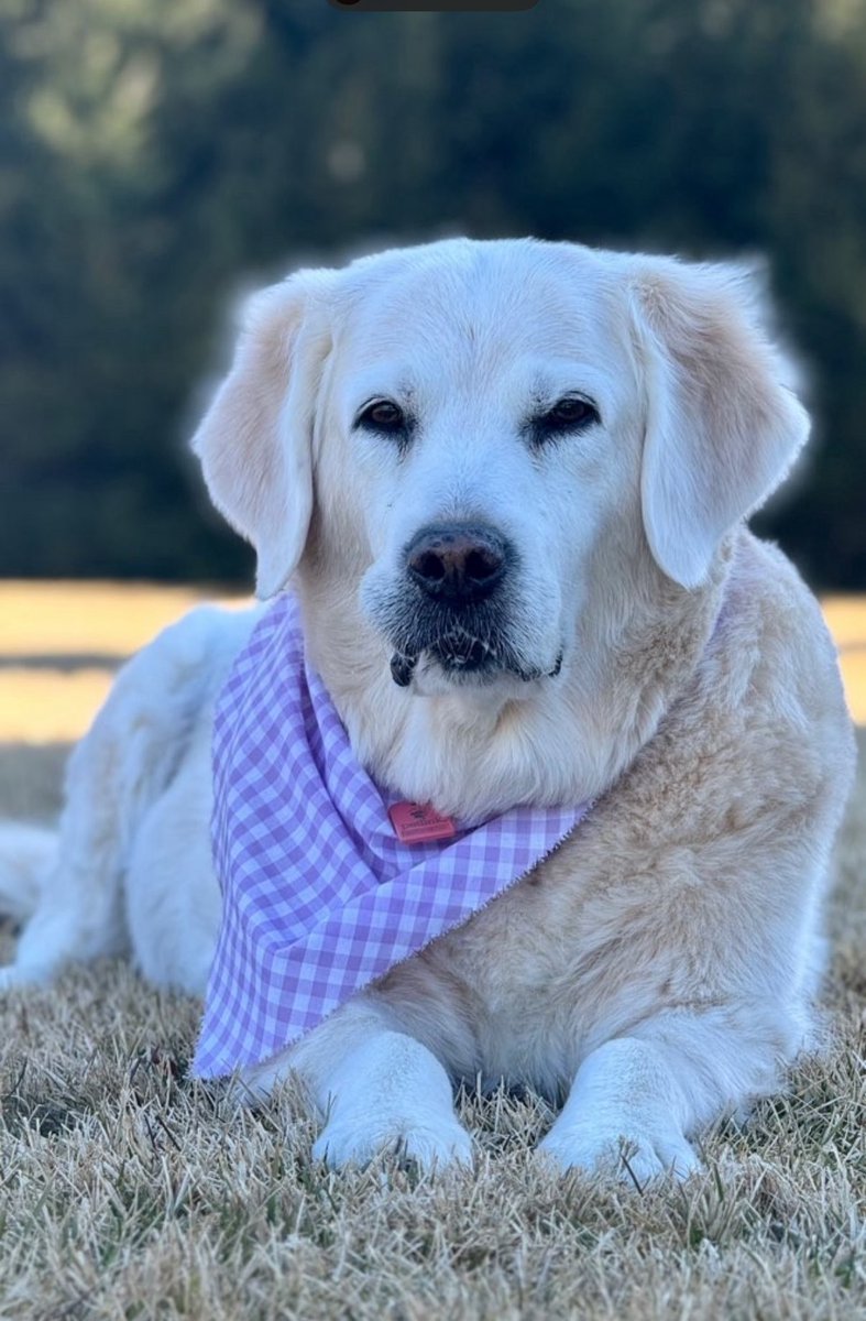 Earlier today, we said goodbye to our amazing and much-loved Bosa — the best dog our family could have ever wished for.
There is no way to adequately describe the joy and love that Bosa brought into our lives. For the past 14 years, she was always there for us—full of happiness,