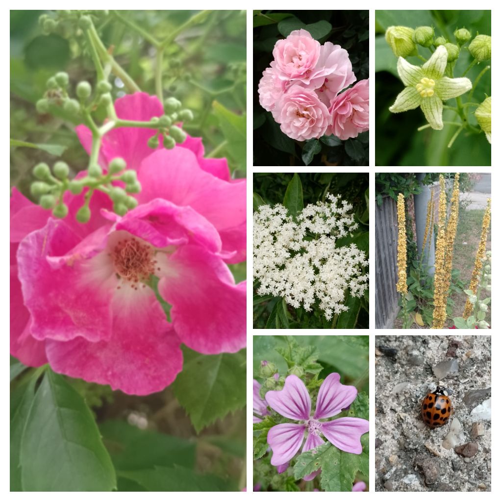BuffbayB's tweet image. For #SevenOnSunday I'm posting flowers I've seen on my walk home from shopping and a ladybird/bug that hitched a ride on my shopping bag. Hope you all had a lovely Sunday. Blessings peace and love 🌞