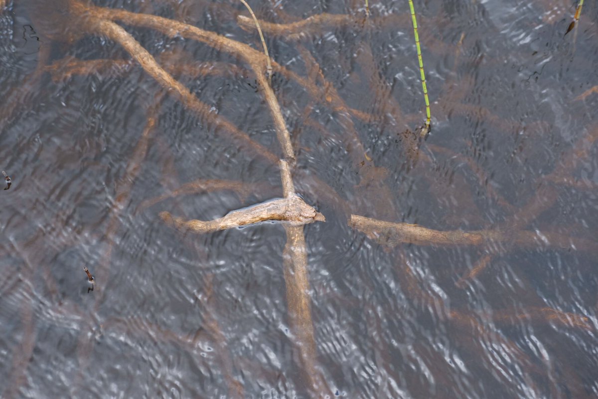 Rogart: A walk up the hill. In the Loch of lost pants (long story) water lilies bloom, leaves lifting in waves in the wind. On the track, nests of debris made by this morning’s heavy rain &amp; green larch saplings. Roots under water in the lochan, looking like a tangle of antlers…