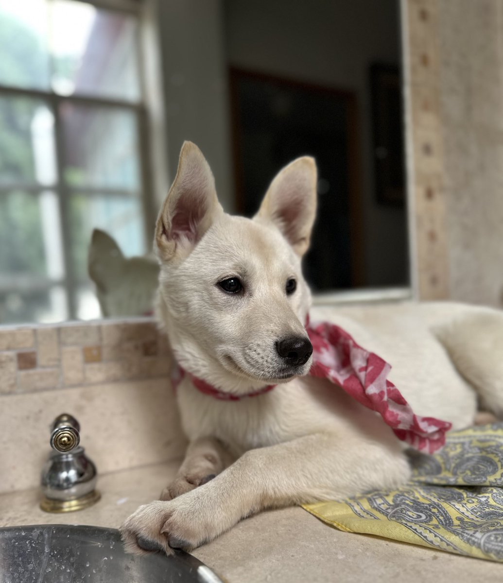 Alina_Gag's tweet photo. Me llamo Lana, soy una cruza de husky totalmente blanca y con ojos preciosos. Estoy en búsqueda de una familia porque la que tenía antes me quería ir a dejar al río. 🧐 unos tontos

Tengo entre 4 y 5 meses y soy una cachorra muy juguetona y cariñosa. https://t.co/MvZ420lQTU