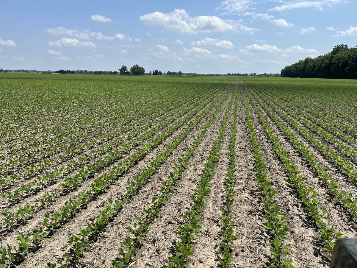 jim saul 🇨🇦🌽🐓 tweet media