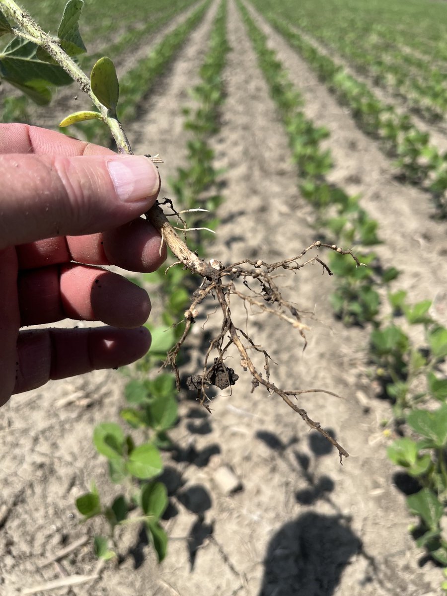 jim saul 🇨🇦🌽🐓 tweet media