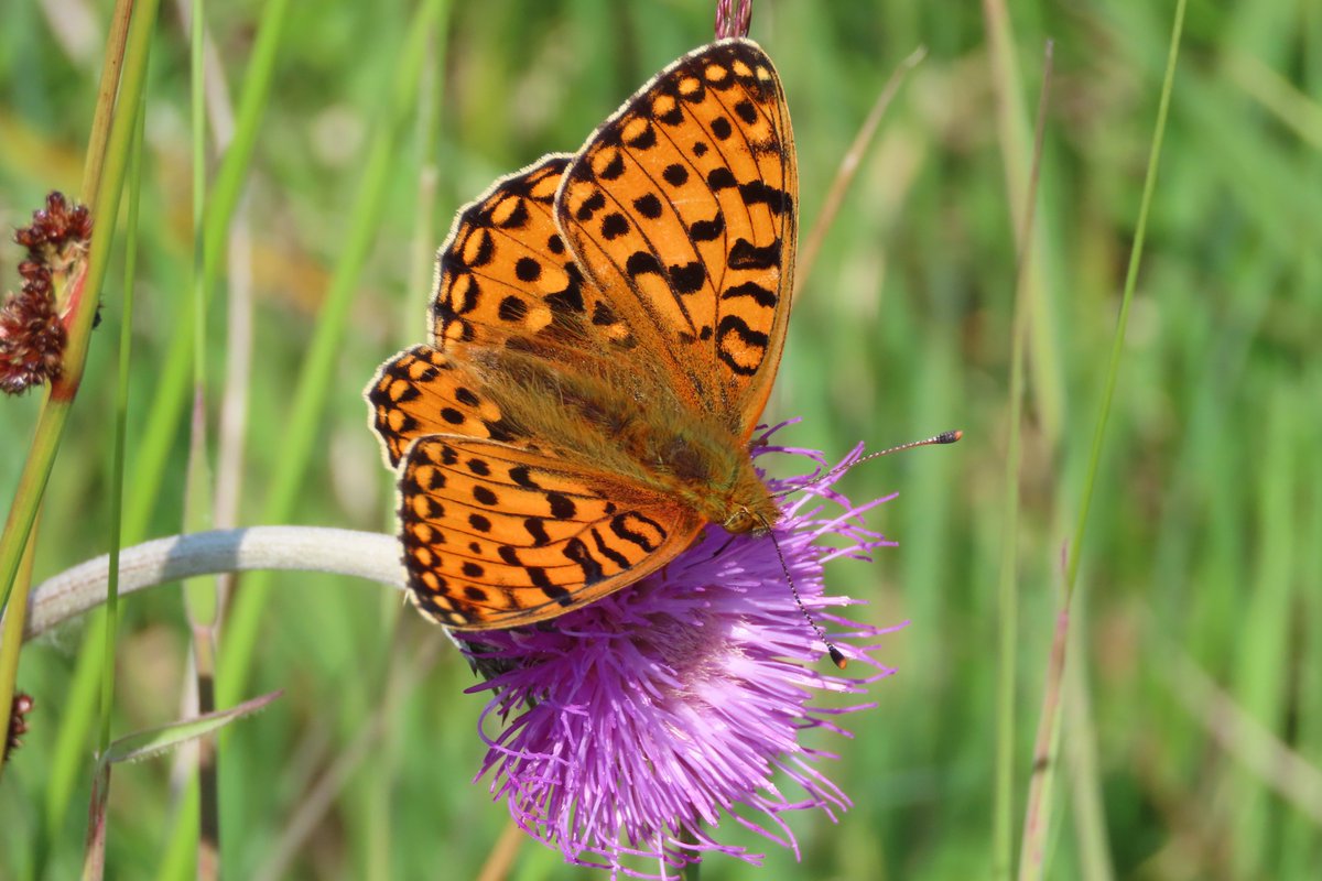 Bog asphodel in a wet meadow whilst surveying for Marsh fritillary. #wildflowerhour with bonus Dark green fritillary on Meadow thistle.