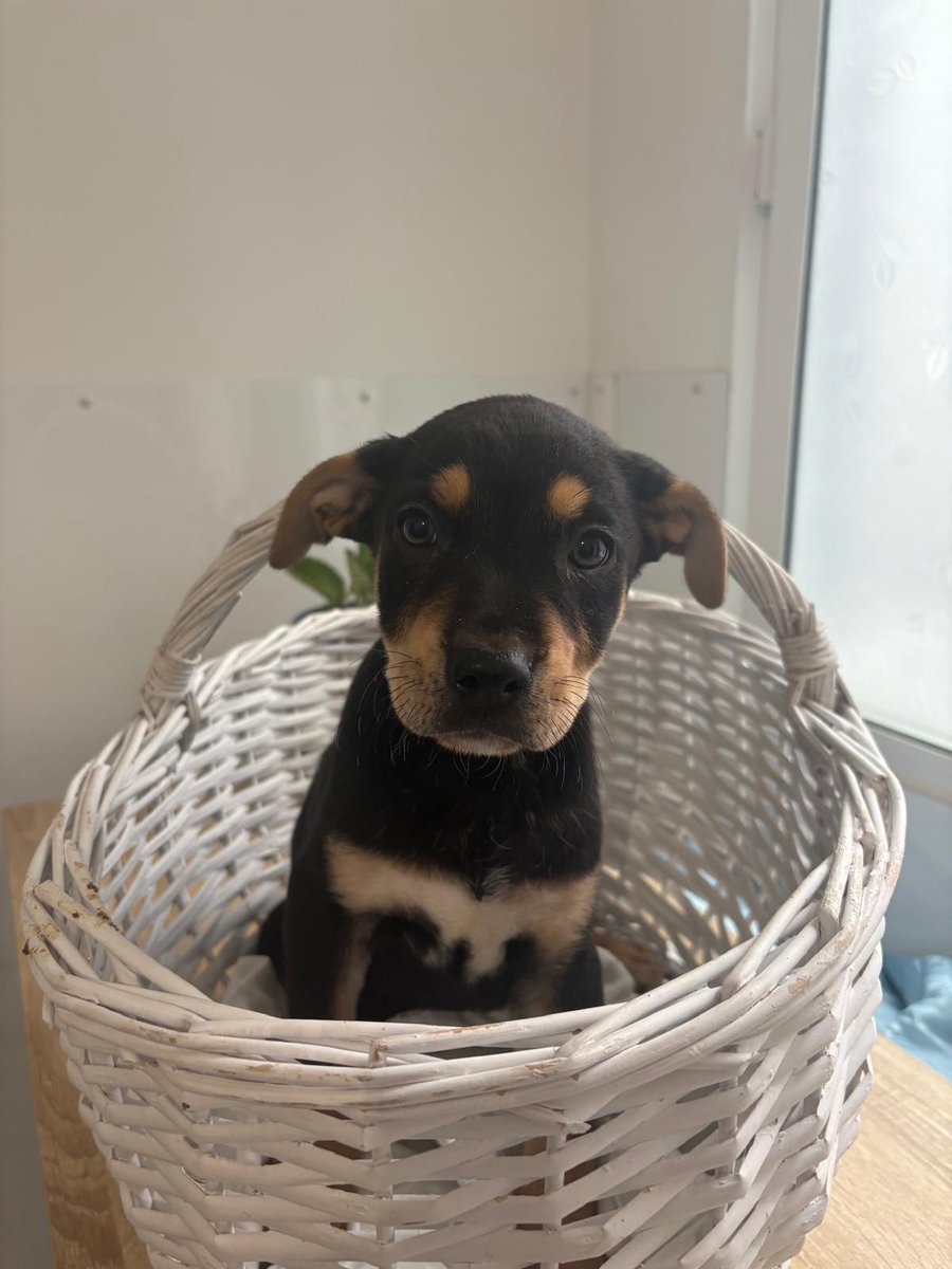 SilviaMylo's tweet photo. Tienen solo mes y medio y son preciosos aunque no sean de raza y lo tengo que decir porque es un hecho que se adoptan antes aunque sean más mayores, la gente es así de superficial 😢😞
Ellos han podido sobrevivir, su mamá ha sido rescatada como otras vidas y otras mamás de malos tratos y están buscando una familia que les quiera 🙏
No serán grandes pero tampoco tamaño chihuahua, serán medianitos ♥️
Van a ser acogidos en Barcelona pero podrían viajar
Pueblo de Cádiz
609324350