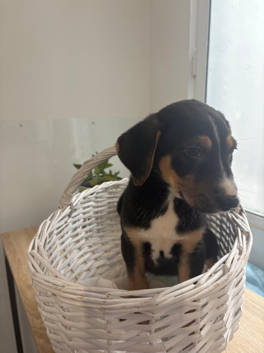 SilviaMylo's tweet photo. Tienen solo mes y medio y son preciosos aunque no sean de raza y lo tengo que decir porque es un hecho que se adoptan antes aunque sean más mayores, la gente es así de superficial 😢😞
Ellos han podido sobrevivir, su mamá ha sido rescatada como otras vidas y otras mamás de malos tratos y están buscando una familia que les quiera 🙏
No serán grandes pero tampoco tamaño chihuahua, serán medianitos ♥️
Van a ser acogidos en Barcelona pero podrían viajar
Pueblo de Cádiz
609324350
