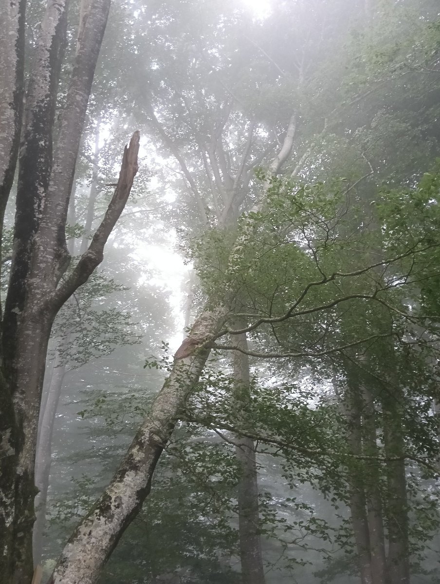 Lainoak zeharkatzen du basoa, oraindik argi
Pagadian, arbol bat eroria
ez ordea lurrean,
oraindik bere buruari eusten dio, ondoan lagunak ditu, beren gorputz eta beso 
eskeintzen dizkiote
erori ez dadin
pagoak, pagoa nahi
arbola nahi  🌳

Gaur atsalden basoan barna  🌳