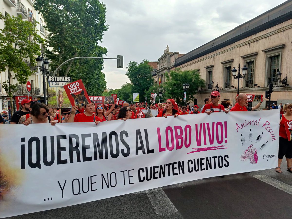 FondoLobo's tweet image. 🗯️Miles de personas salimos hoy a las calles de Madrid para exigir la protección del lobo y un cese inmediato a su persecución, basada en populismo e intereses acientíficos📢
¡NO MÁS MATANZAS Y NO MÁS RETROCESOS!‼️
El lobo es vida🐺✊🏻