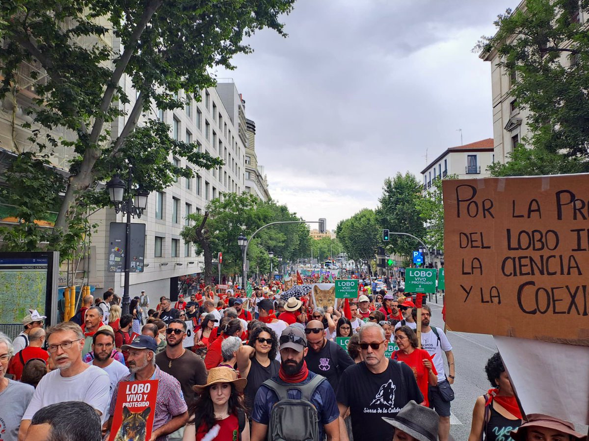 FondoLobo's tweet image. 🗯️Miles de personas salimos hoy a las calles de Madrid para exigir la protección del lobo y un cese inmediato a su persecución, basada en populismo e intereses acientíficos📢
¡NO MÁS MATANZAS Y NO MÁS RETROCESOS!‼️
El lobo es vida🐺✊🏻