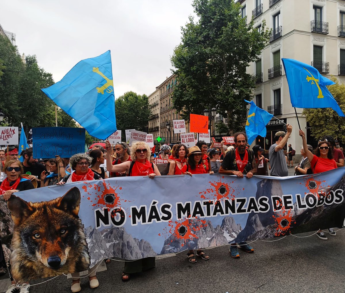 FondoLobo's tweet image. 🗯️Miles de personas salimos hoy a las calles de Madrid para exigir la protección del lobo y un cese inmediato a su persecución, basada en populismo e intereses acientíficos📢
¡NO MÁS MATANZAS Y NO MÁS RETROCESOS!‼️
El lobo es vida🐺✊🏻