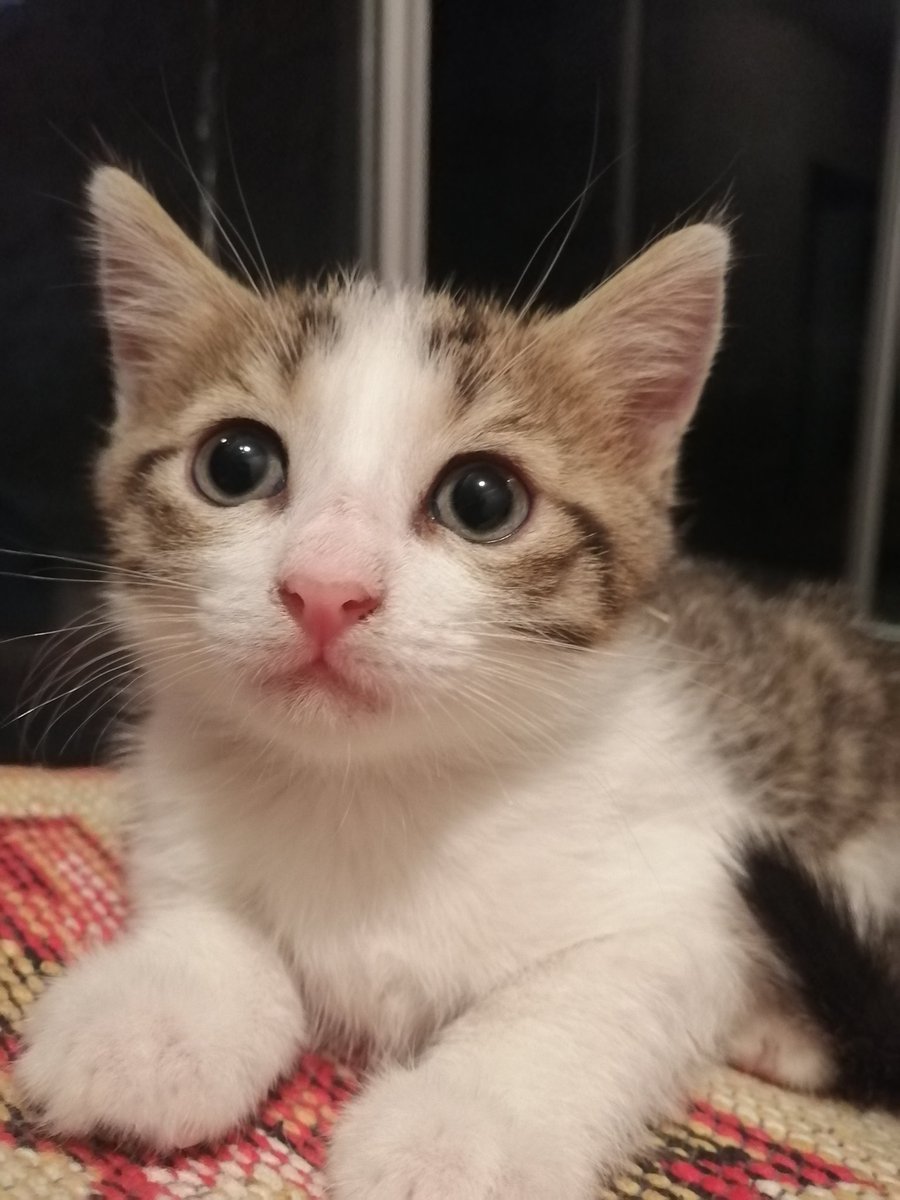 #Ankara #kedisahip
Ankara kedi sahiplenmek isterseniz 2 adet yavru kedim var. Tuvalet eğitimleri tamam. Biri dişi biri erkek
#kedi
#sahiplendirme