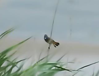 ComberNath's tweet image. Bluethroat sightings were fleeting and distant in the wind at Slimbridge today, eventually stayed up long enough to clinch the ID! Also Hobby over & 6 Crane from sea wall, bar head x snow goose hybrid with barnacles & 2x Spotshank from Hogarth hide @slimbridge_wild @GlosBirds