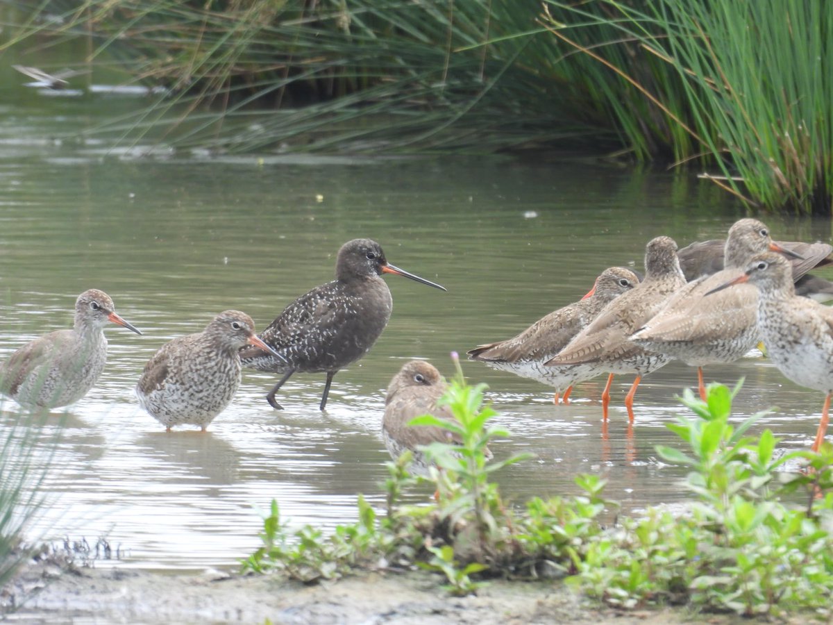 ComberNath's tweet image. Bluethroat sightings were fleeting and distant in the wind at Slimbridge today, eventually stayed up long enough to clinch the ID! Also Hobby over & 6 Crane from sea wall, bar head x snow goose hybrid with barnacles & 2x Spotshank from Hogarth hide @slimbridge_wild @GlosBirds