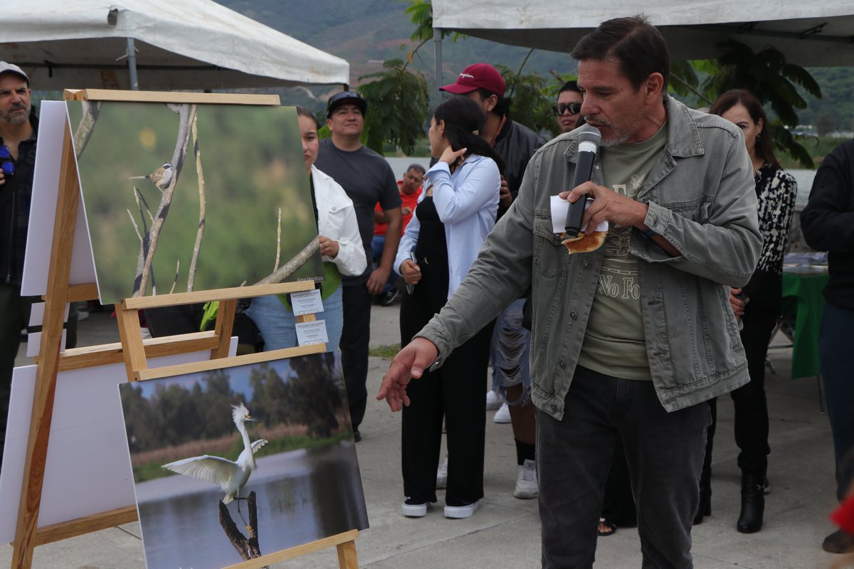 CUSur_UdeG's tweet photo. #ComunidadAbierta 🦁🖤
📸 En el marco de esta celebración, se inauguró la exposición fotográfica colectiva del Club de Observadores de Aves de Ciudad Guzmán.
Imágenes que capturan la belleza y biodiversidad de este tesoro natural.
#FotografíaDeNaturaleza #CUSur #20Años
2/2 https://t.co/i4whS66un1