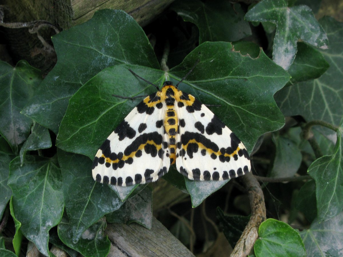 Brian Arnold (@barnold668) on Twitter photo Magpie moth at Martinstown near Dorchester today. <a href="/savebutterflies/">Butterfly Conservation 🦋</a> <a href="/GreenDorset/">Green Dorset</a> <a href="/SightingDOR/">Dorset Wildlife Spot</a> <a href="/DorsetWildlife/">Dorset Wildlife Trust</a> <a href="/BC_Dorset/">BC Dorset 🦋</a> Magpie moth at Martinstown near Dorchester today. <a href="/savebutterflies/">Butterfly Conservation 🦋</a> <a href="/GreenDorset/">Green Dorset</a> <a href="/SightingDOR/">Dorset Wildlife Spot</a> <a href="/DorsetWildlife/">Dorset Wildlife Trust</a> <a href="/BC_Dorset/">BC Dorset 🦋</a>