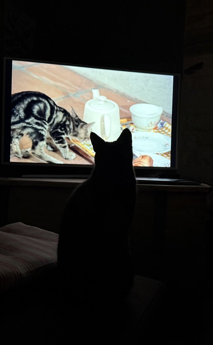 Now in recovery Billy the Cat rewatches his favourite scene in Truffaut’s Day for Night.
