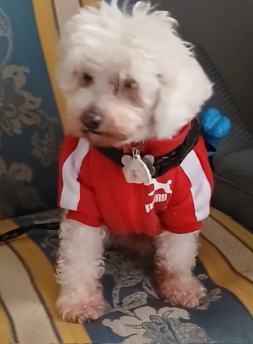 Oskarín Payachito 🐾 (@oskarinelperrin) on Twitter photo Me robé pollito rostizaro de refri y el awelo me acusó co la mamicha. Shi ya saben como soy, pa que me la ponen ta fácil la tetación Me robé pollito rostizaro de refri y el awelo me acusó co la mamicha. Shi ya saben como soy, pa que me la ponen ta fácil la tetación