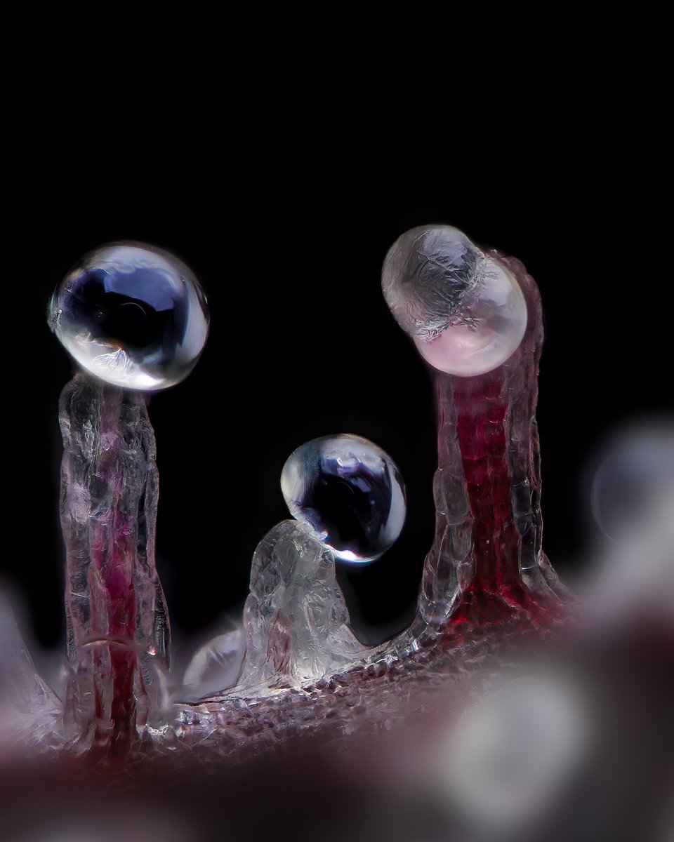 Double-header? Or burst head/dried resin?