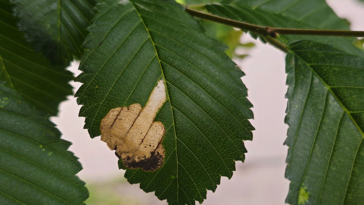 This elm leaf