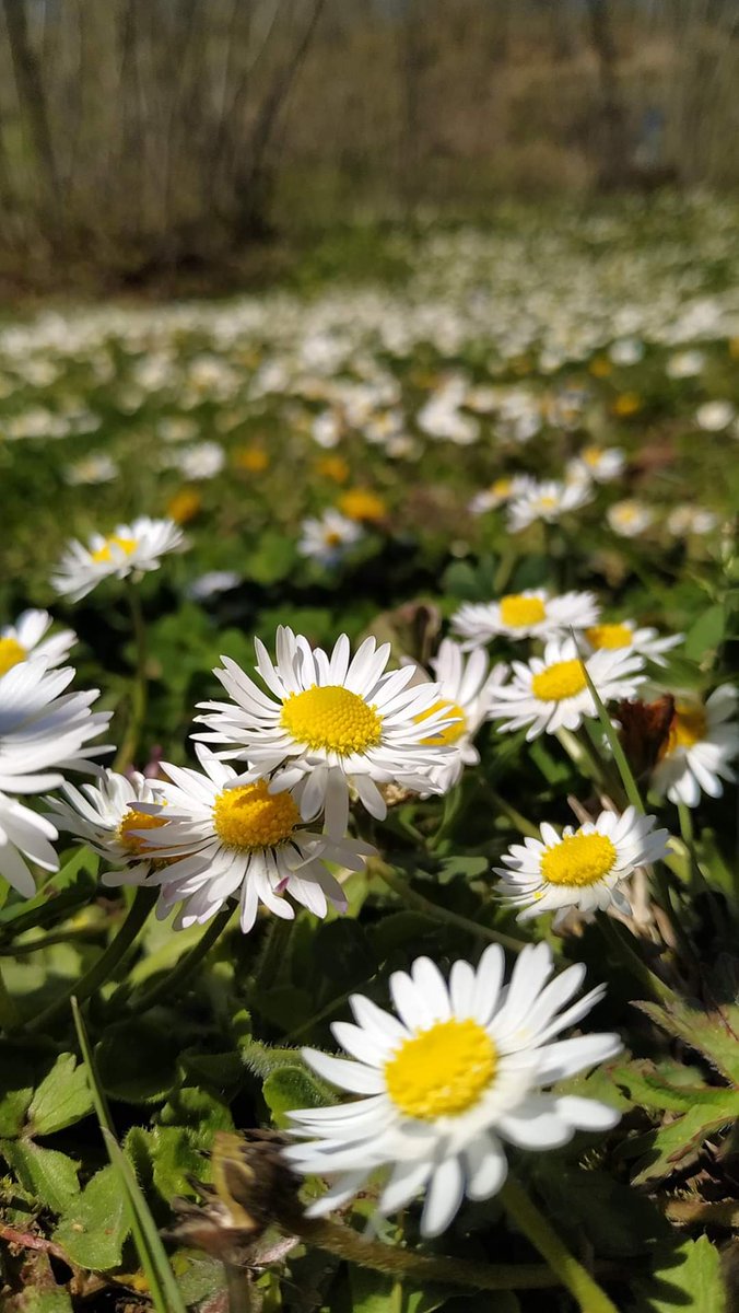 Papatya koydum kalbime, umutlarla yürüyorum.
Hayat zor evet,

Lâkin; yaşanacak güzel günler var inanıyorum."