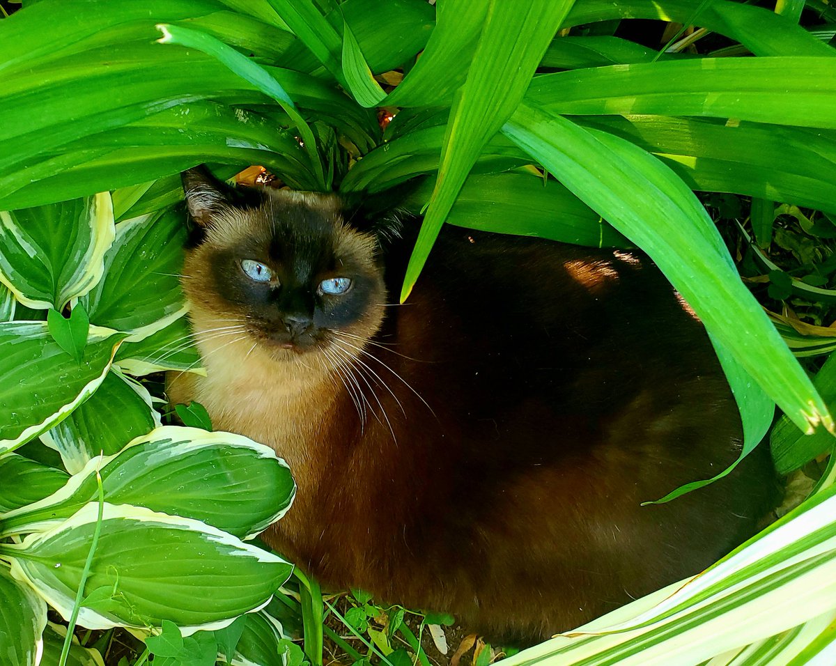 BM1531's tweet image. Lola knows to chill amidst the greenery