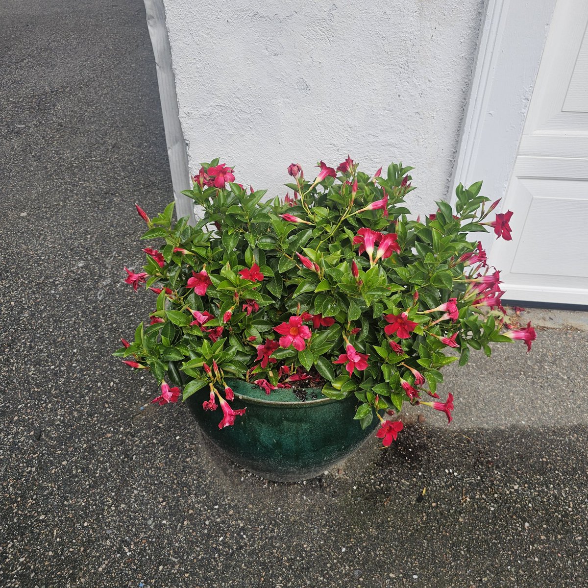 All credit to the garden goes to Suzie but I will take credit for the deck planter and driveway/steps pots.