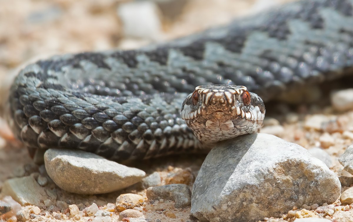 Salīdzinot ar tauriņiem, čūskas gan šķiet šogad vairāk ... un visas tik mīlīgas 😁