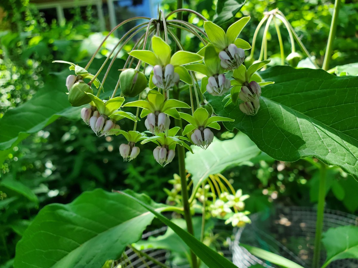 Poke milkweed flower.