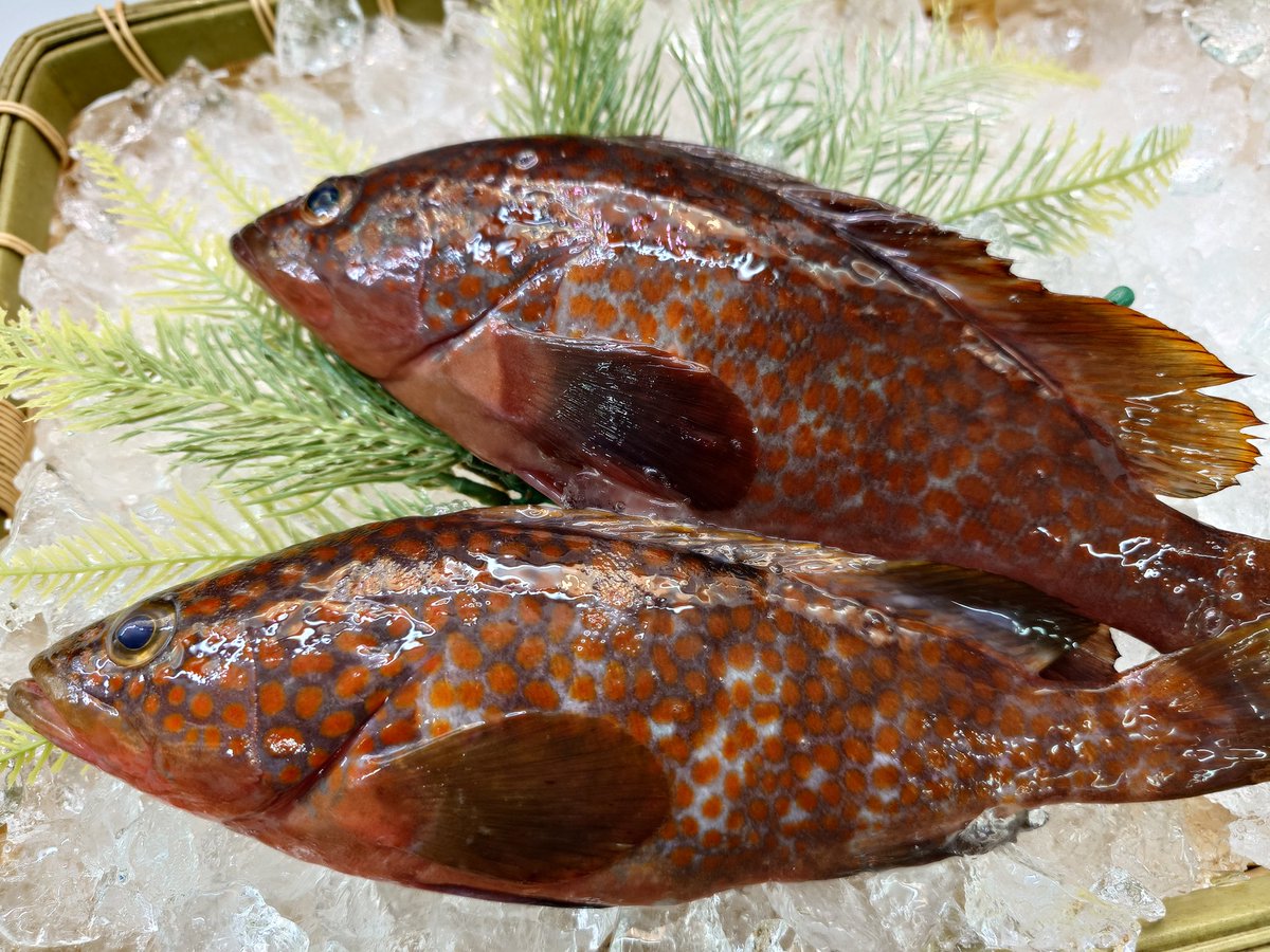 魚忠長久手店の苅谷です
本日はコレ！
富山県産 キジハタ
今が美味しい高級魚🐟
是非お求めください
ご来店お待ちしてます
#ヤマダネコ アクキー🎁
#uochu
#ピアゴパワー長久手南店
#魚忠長久手店