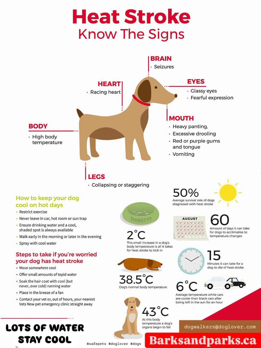 Brownie the Dachshund 🌈 (@browniethedach1) on Twitter photo 