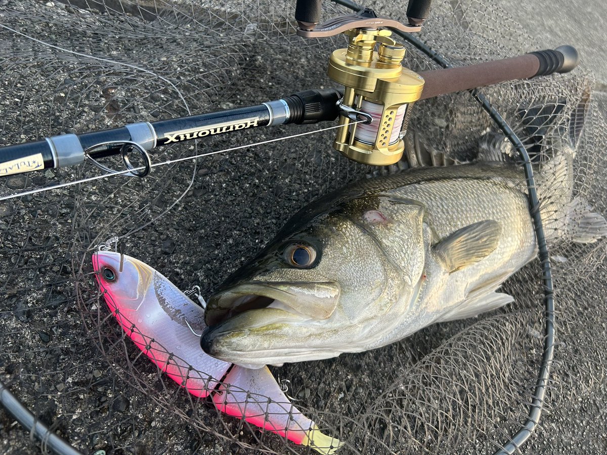 re4ndsmn's tweet image. ビッグベイト投げてる人がいない場所で短時間🎣
散々ペンシル投げ倒してナインに変えたら1投目で💥

#tulalajp 
#Harmonix
#Corona80
#DRT
#KLASH9
#湾奥最前線