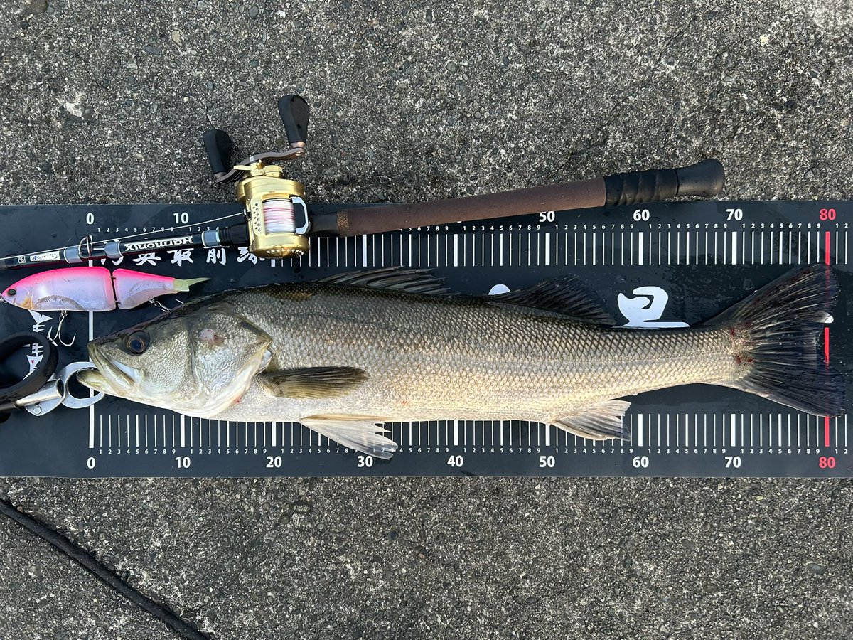 re4ndsmn's tweet image. ビッグベイト投げてる人がいない場所で短時間🎣
散々ペンシル投げ倒してナインに変えたら1投目で💥

#tulalajp 
#Harmonix
#Corona80
#DRT
#KLASH9
#湾奥最前線