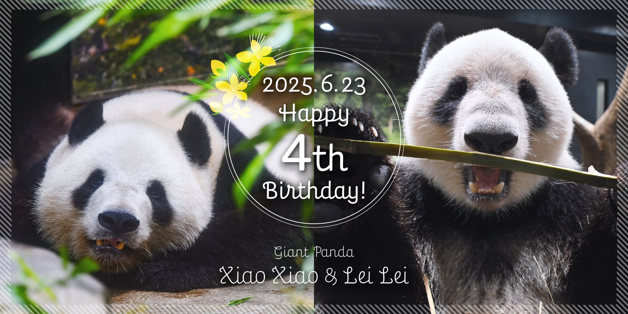 値下げ　上野動物園　シャオシャオ＆レイレイ　４歳記念　誕生日　ハット 値下げ 上野動物園 シャオシャオ＆レイレイ 4歳記念 誕生日