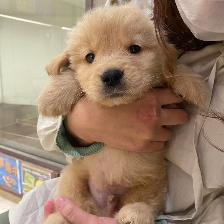 puppies video tweet media