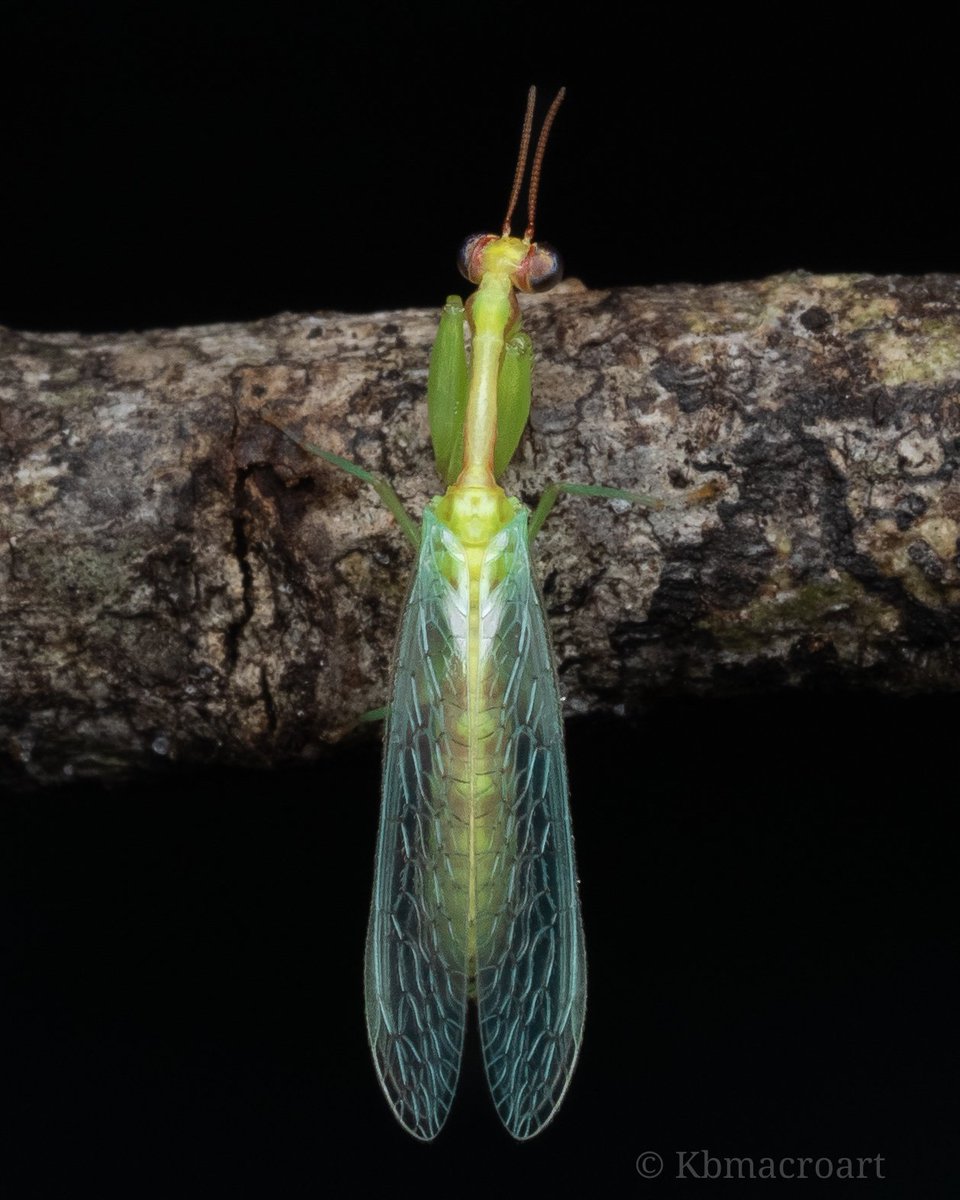 Kbmacroart's tweet image. One of the prettiest and most unique insects to exist. This is the Green Mantidfly. Neither a mantis, nor a fly, it is closely related to the Lacewing. 
#entomology #mantidfly #macrophotography #biodiversity