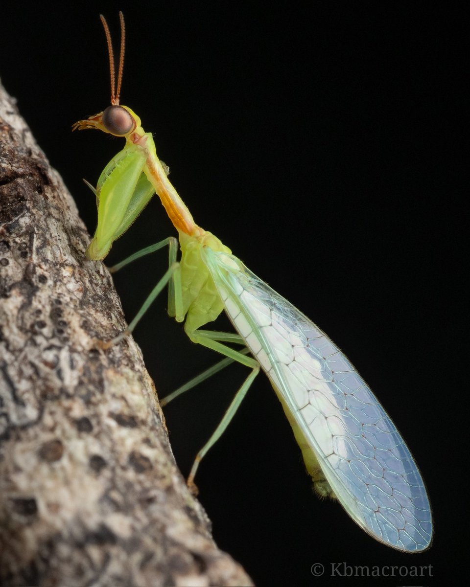 Kbmacroart's tweet image. One of the prettiest and most unique insects to exist. This is the Green Mantidfly. Neither a mantis, nor a fly, it is closely related to the Lacewing. 
#entomology #mantidfly #macrophotography #biodiversity