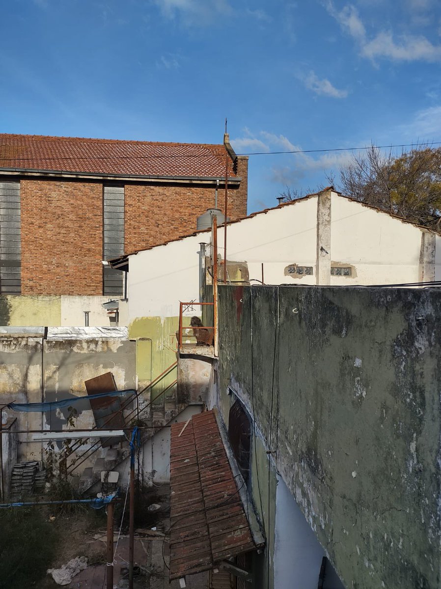 Su familia fue trasladada a un psiquiátrico desde hace días y el quedó abandonado a su suerte llora de hambre y sed la genia de <a href="/Magachuzets/">Ｃ Ａ Ｐ Ｒ Ａ</a> empezó a pasarle agua y comida pero NO PUEDE QUEDAR AHÍ, necesitamos tránsito URGENTE plis plis plis RT AL INFINITO!!