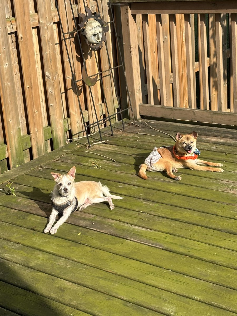 lucybogart's tweet photo. @genevalaitis I only have one left at the moment and one Rescue foster dog.  I volunteer with a rescue. https://t.co/DM075jAeRm