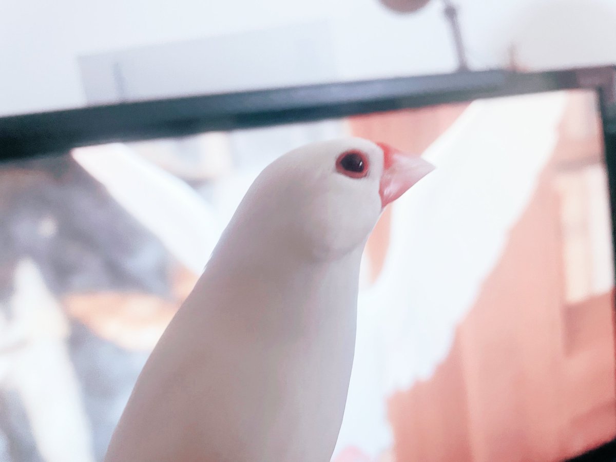 𝑂𝑚𝑖 (@ffxiv_omi) on Twitter photo 